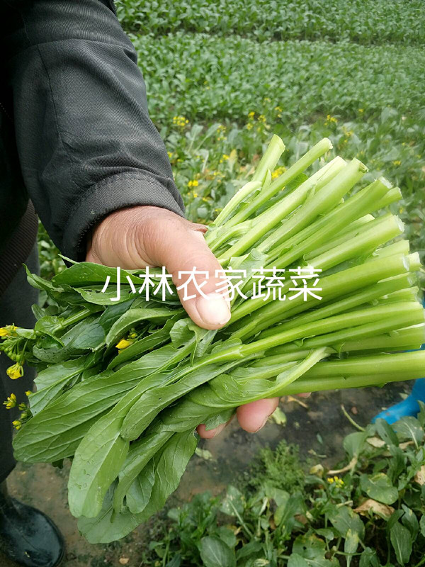 新鲜农家蔬菜广东无公害500g