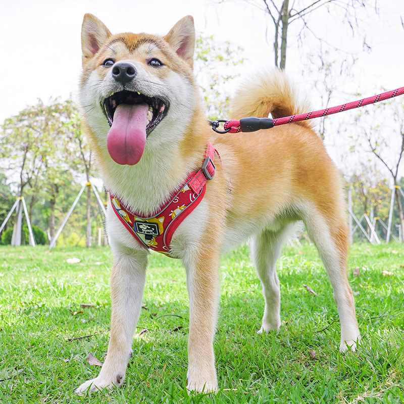 背心式狗狗牵引绳中小型犬柴犬柯基专用可调节遛狗绳胸背带狗链子 宠物/宠物食品及用品 狗牵引绳 原图主图