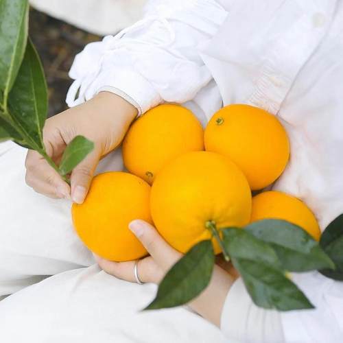 【精品果10斤装】正宗赣南新鲜水果寻乌自家脐橙整箱彩盒送礼包邮