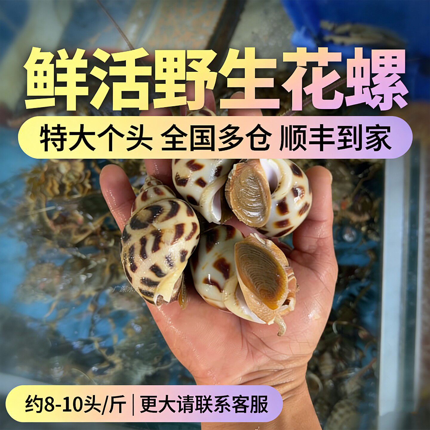 鲜活野生特超大花螺 新鲜海螺海鲜东风螺水产香螺翡翠螺类海鲜
