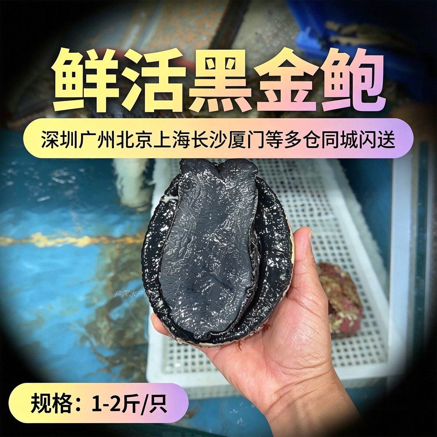 【1-2斤/只】鲜活黑金鲍新西兰海鲜水产特超大连小鲍鱼澳洲鲍贝壳