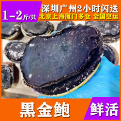 【1-2斤/只】鲜活黑金鲍新西兰海鲜水产特超大连小鲍鱼澳洲鲍贝壳