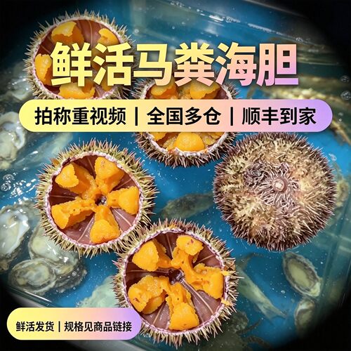 鲜活马粪海胆黄金海胆新鲜水产