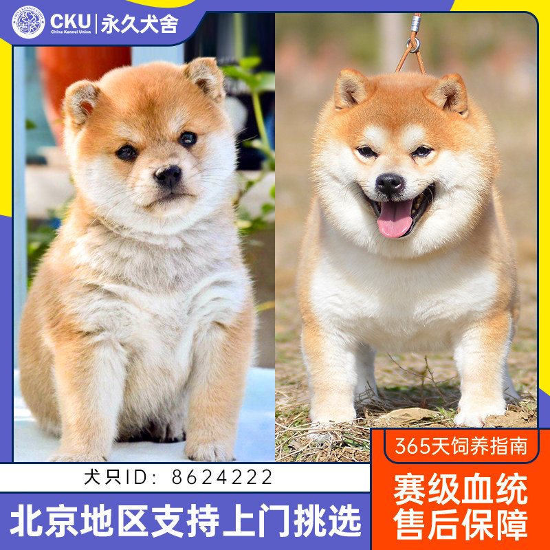 北京纯种柴犬幼犬宠物狗狗活体日本柴犬血统豆柴伴侣犬犬舍