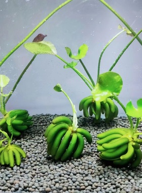 鱼缸香蕉草结蕉草水中叶前景水草造景活体懒人草无需种植淡水植物