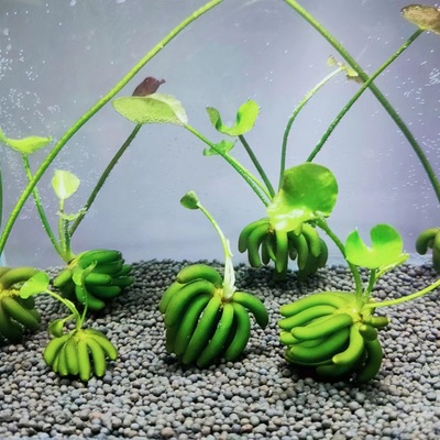 香蕉草水草无需底沙无需泥土好养