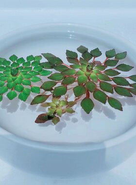 水上烟花浮萍耐高温好养净水增氧