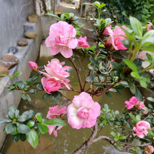 【鹃之舞】 绢之舞 皋月杜鹃 9年原生造型苗 过花期不带花苞
