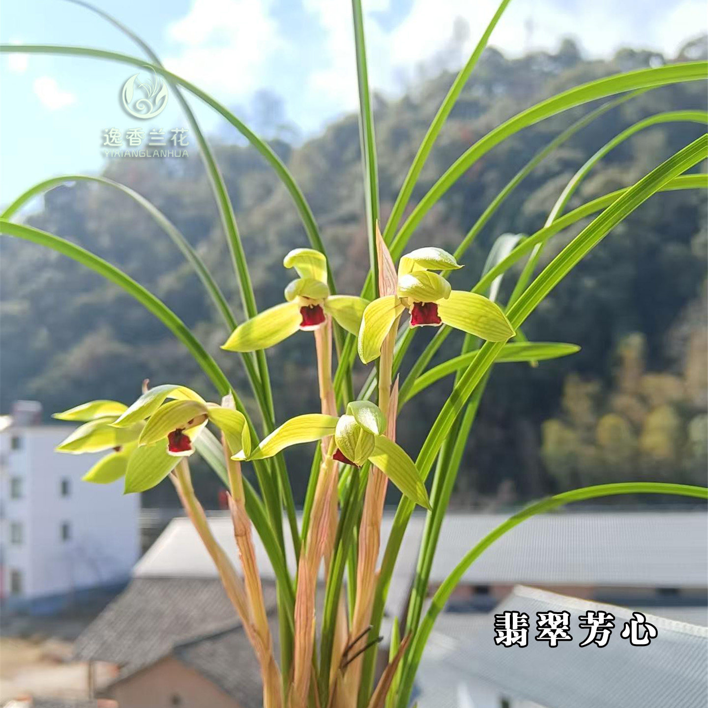 浙江春兰铭品 步步高 黄金素 老文团 河姆春色 翡翠芳心 带花苞