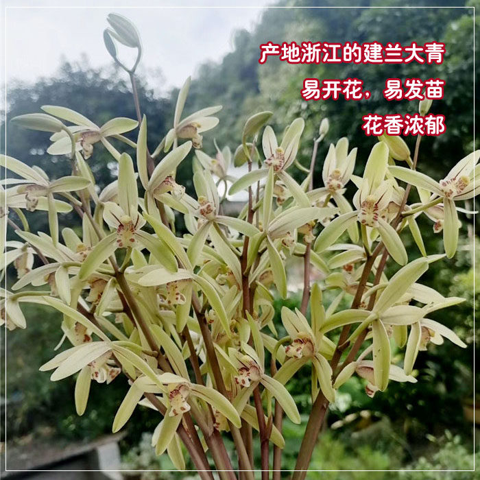产地浙江的建兰大青 四季兰浙江兰花适合新手养兰 勤花花期6-10月