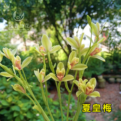 夏皇梅建兰 开花机器 浙江兰园种植多年 好养易种 10月带花箭发货