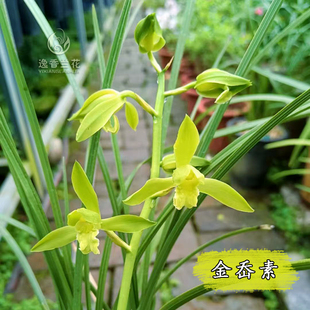 蕙兰【金岙素】 金奥素 浙江兰花浓香型自然养殖 过花期 不带花苞