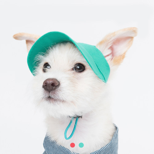 狗狗帽子泰迪价格 狗狗帽子泰迪图片 星期三