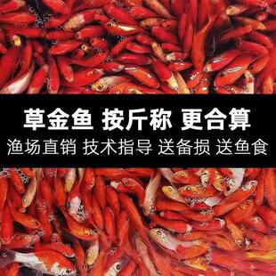 观赏鱼活体冷水鱼好养耐活红草金小锦鲤苗渔场直销按斤发新手易养