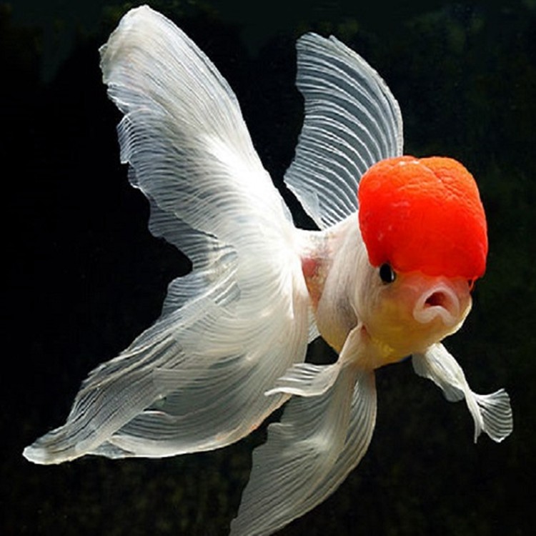 精品金鱼活体黑龙 鎏金 鹤顶红师兰寿淡水观赏鱼冷水鱼草金鱼锦鲤