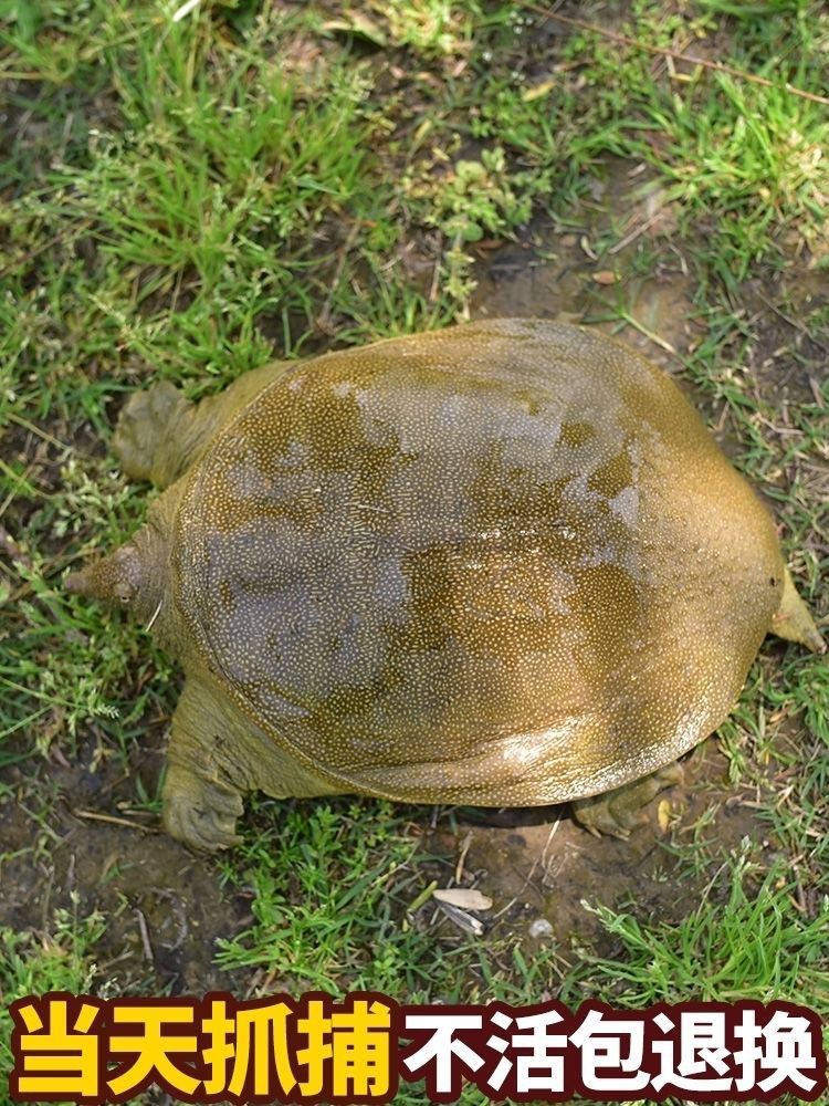 甲鱼公母鲜活野外放养生态老鳖外塘雌雄水鱼活体团鱼王八青黄脚鱼