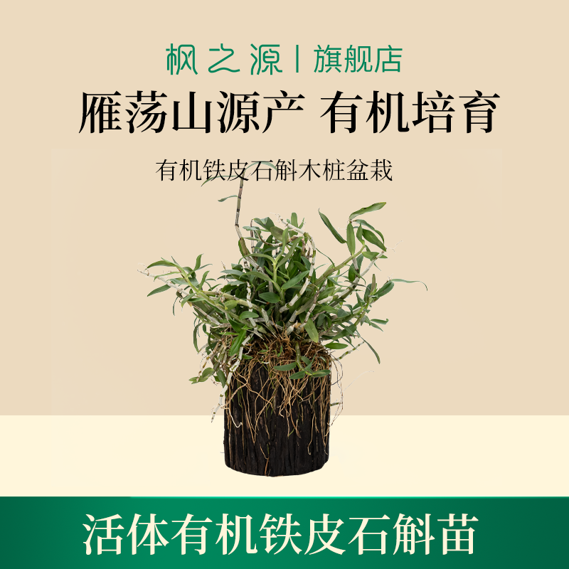 枫之源石斛盆栽正宗雁荡山有机铁皮石斛新鲜苗包存活家养石斛苗