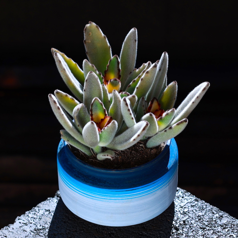 白兔耳多肉植物盆栽客厅室内花卉绿植云南直发多肉肉植物新手套餐