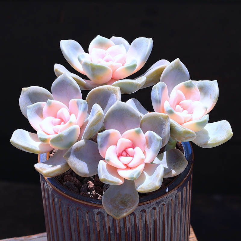 植物，室内好养