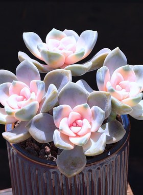 粉色淡雪紫雾多肉老桩盆栽绿植组合多肉植物室内云南直发