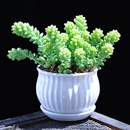 飄枝玉墜多肉植物新玉墜龍骨玉墜盆栽花卉綠植老樁陽(yáng)臺(tái)云南直發(fā)
