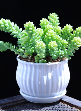 飘枝玉坠多肉植物新玉坠龙骨玉坠盆栽花卉绿植老桩阳台云南直发