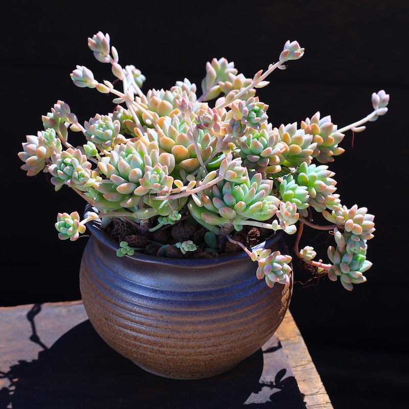 粉蔓子持年华多肉植物老桩绿植花卉组合超大含盆带土种好发货栽好