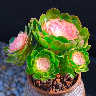 彩色红心万圣节法师老桩超大好养多肉植物室内绿植花卉稀有沙拉碗