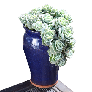 可爱玫瑰 多肉植物盆栽拼装组合 切口盆种植瀑布式景观多肉精选