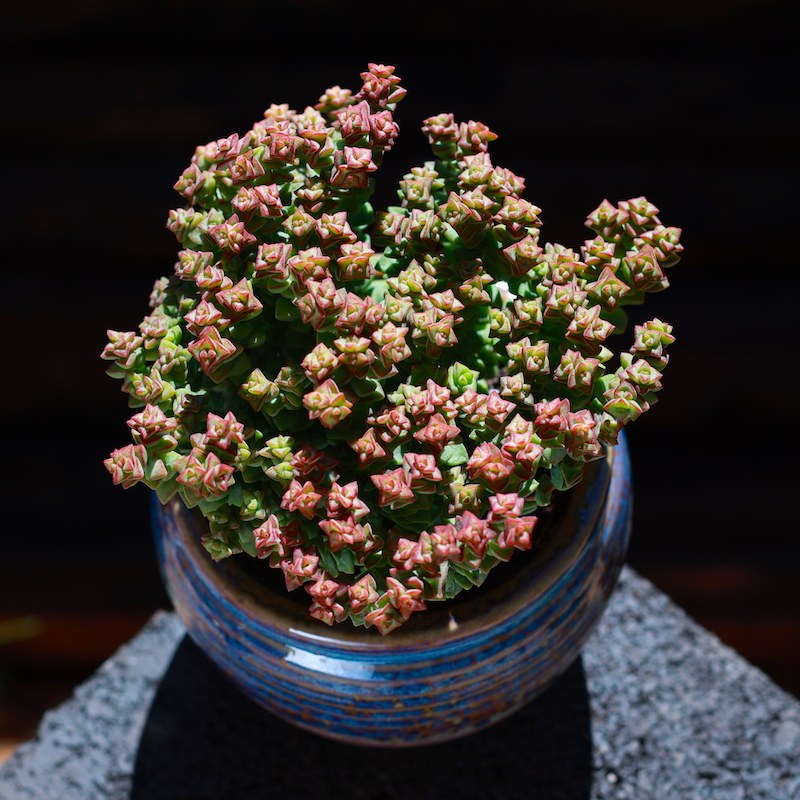 多肉植物盆栽小米星群生多头云南直发新款肉肉植物室内花卉绿植