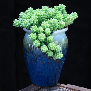 切口盆飘枝玉坠多肉植物肉肉组合盆栽大颗好养室内桌面小盆栽