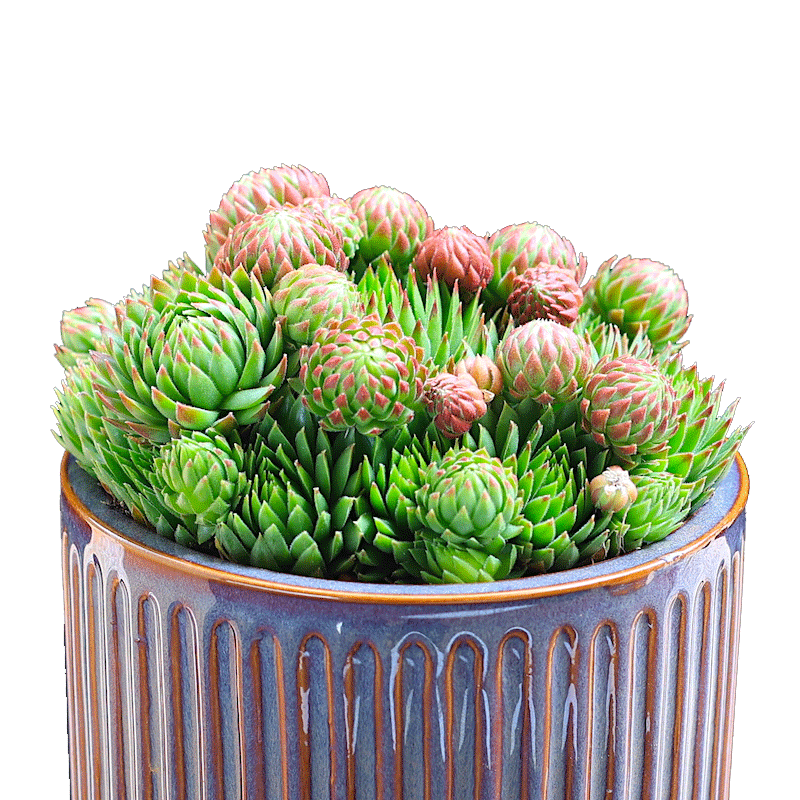 橘子球多肉植物盆栽花卉绿植老桩室内组合植物云南直发长生草多肉