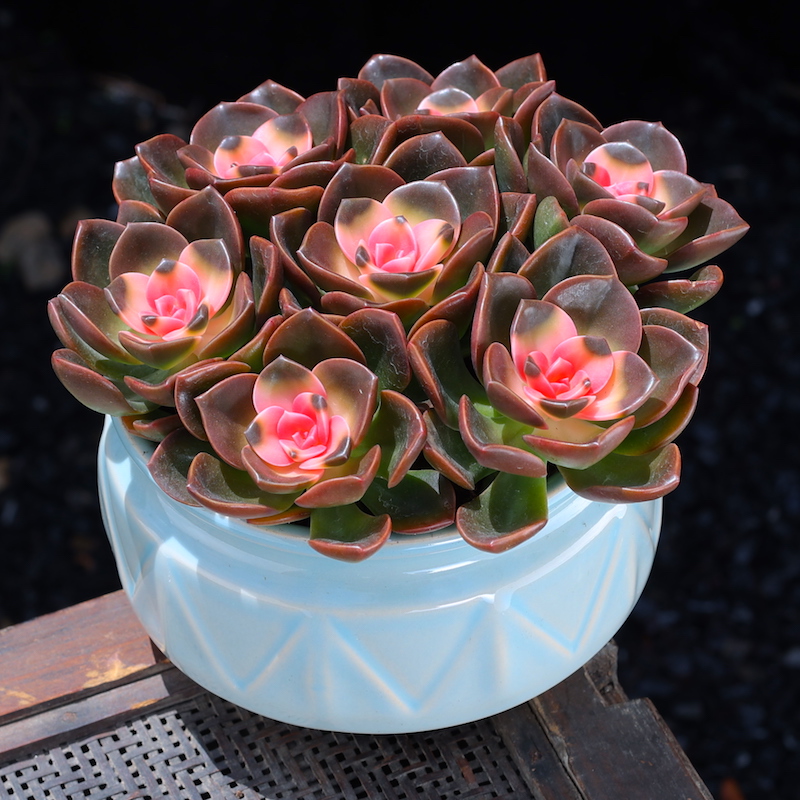 如美家桌面非常简单趣味