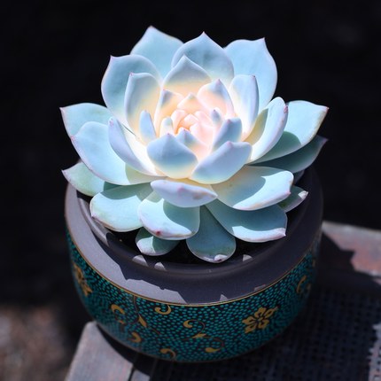 粉色蓝鸟大颗多肉植物盆栽新手套餐室内绿植花卉肉肉植物净化空气