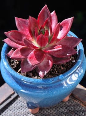 多肉植物盆栽罗卡肉肉客厅办公室内花卉绿植云南直发新品带盆栽好