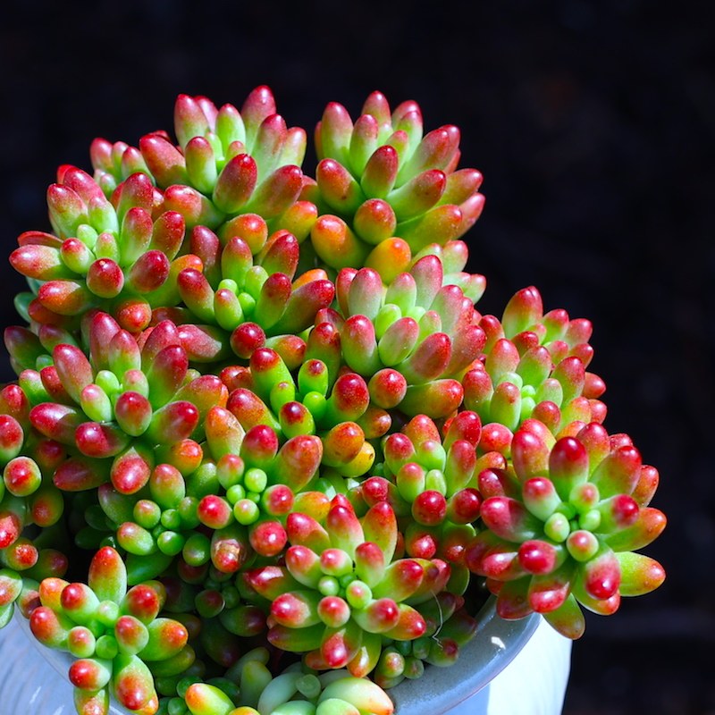 云南多肉植物盆栽虹之玉群生办公室内绿植花卉新手套餐肉肉植物