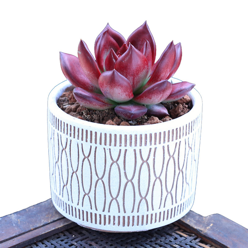 血罗罗宾乌木多肉植物精品贵货大颗肉肉老桩稀有品种多肉开花植物