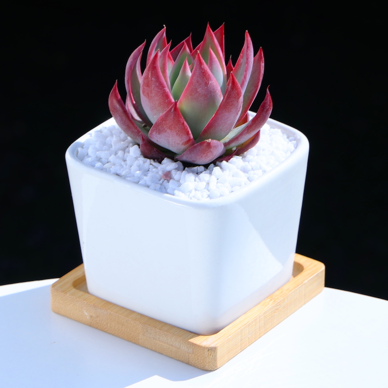 多肉植物盆栽惊鸿仙子绿植花卉