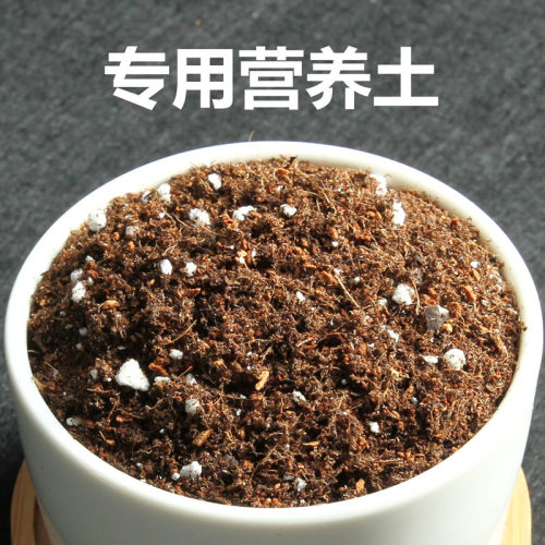 多肉植物土壤专用营养铺面泥炭