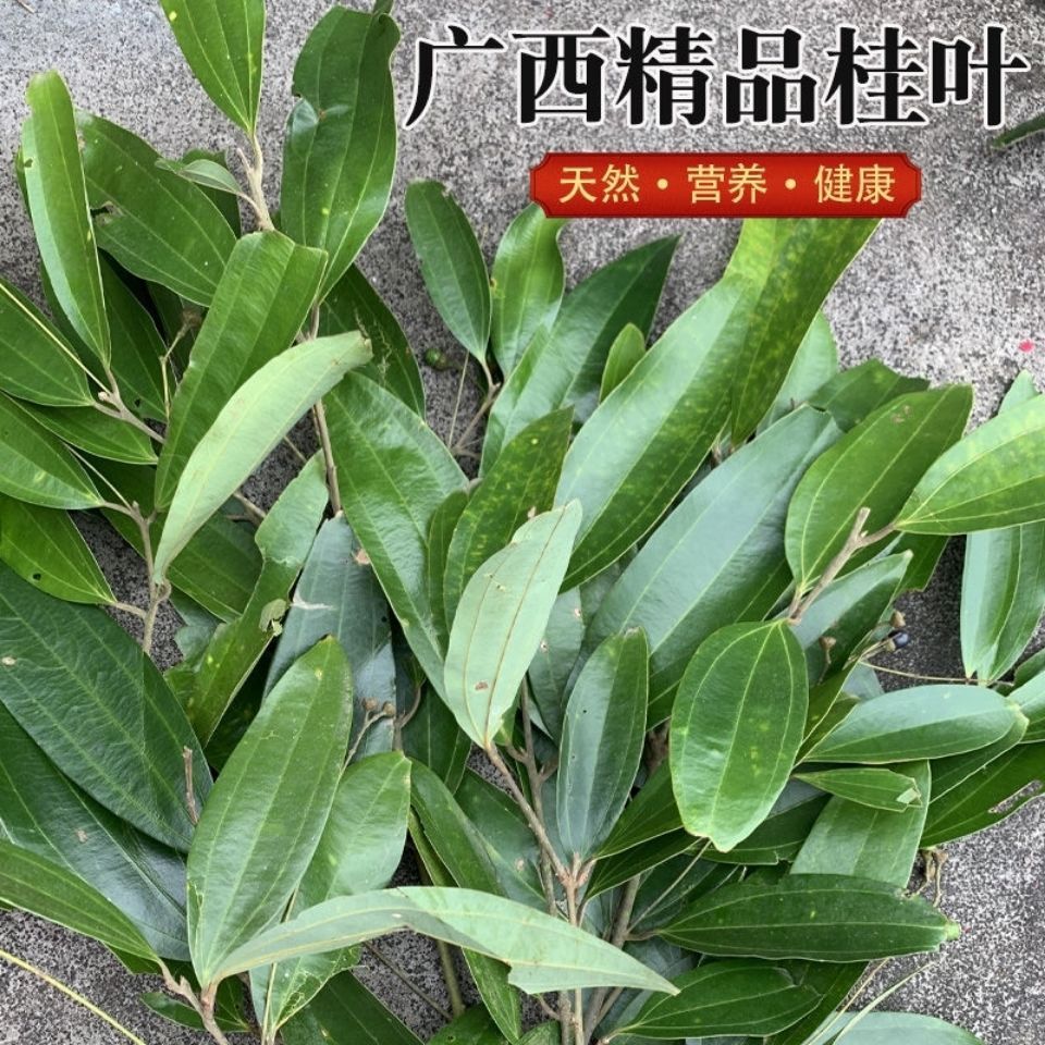 广西新鲜肉桂树叶 野生桂皮叶  药用香料 百枝侧柏枝桂叶