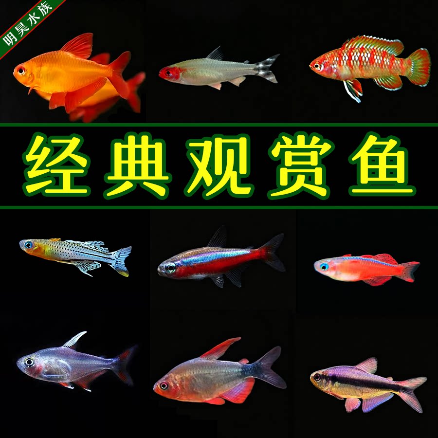红绿灯热带鱼灯科鱼观赏鱼群游鱼小型鱼宝莲灯红色淡水斑马鱼群游