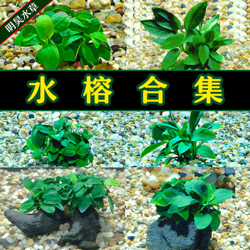 新款明昊水族造景圆叶丹麦瓦利斯