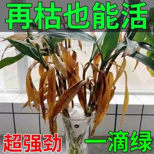 富贵竹专用营养液转运观音竹子水培土培家用植物养花肥 一滴绿