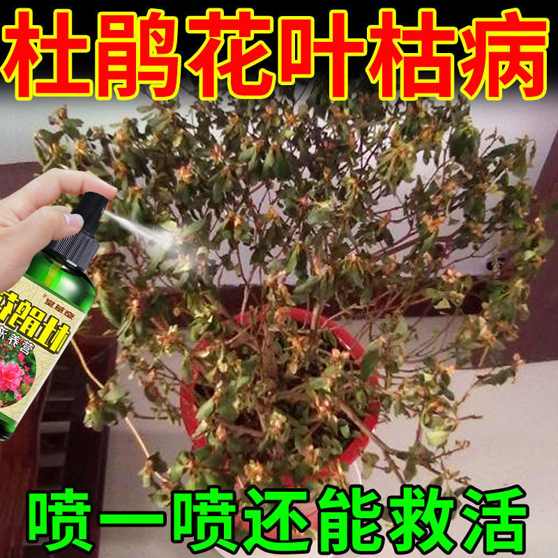 杜鹃花叶枯病药专用营养液黄叶不开花掉苞四季开花免稀释专用肥料