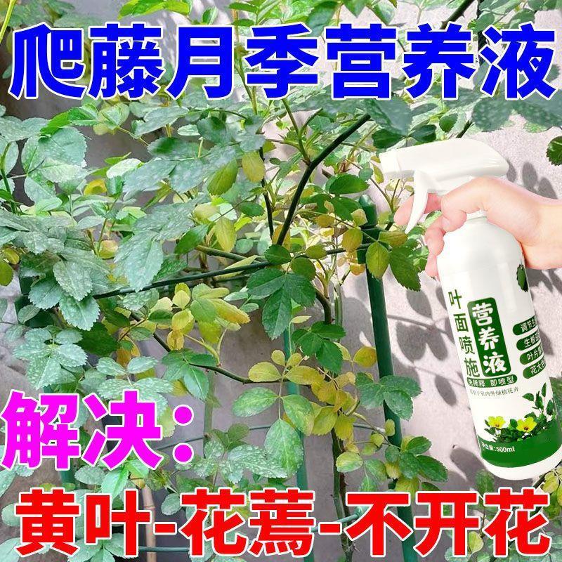 月季花营养液藤本月季蔷薇玫瑰老桩爬藤植物花肥催花素促花治黄叶