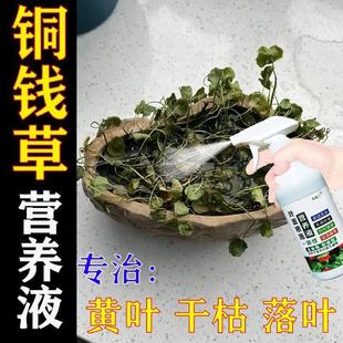 铜钱草营养液防黄叶掉叶枯萎盆栽家用养花一喷绿铜钱草专用有机肥