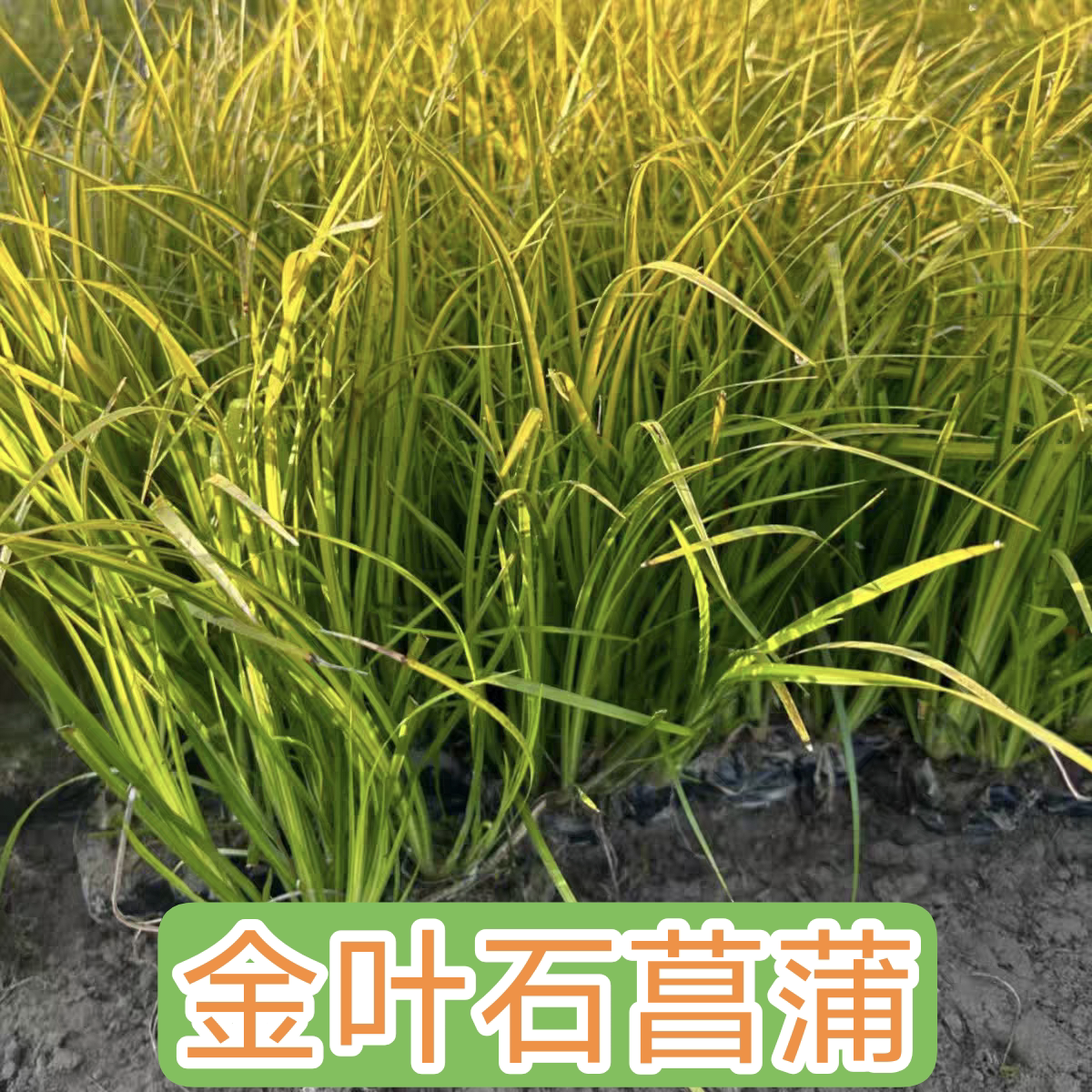 金叶石菖蒲花苗熊猫堇盆栽花苗四季常绿庭院绿化开花植物客厅阳台