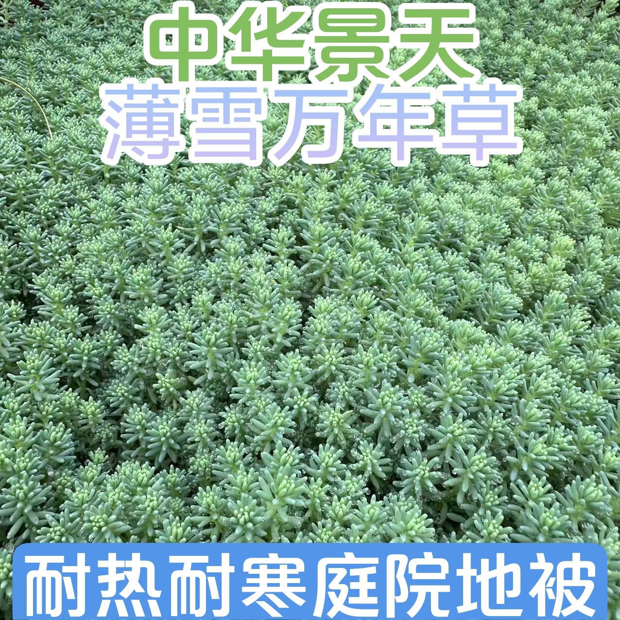 中华景天佛甲草苗薄雪万年草楼顶四季常绿耐热庭院耐寒