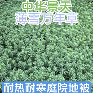 中华景天佛甲草苗薄雪万年草楼顶四季常绿耐热庭院耐寒