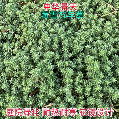 过路黄中华景天薄雪万年草批发